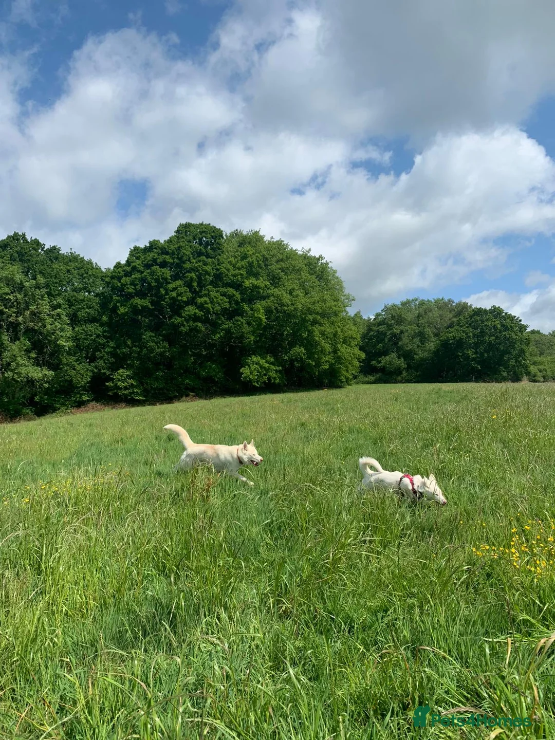 Mixed Breed dogs for sale: Husky German shepherd age 7  - Advert 5