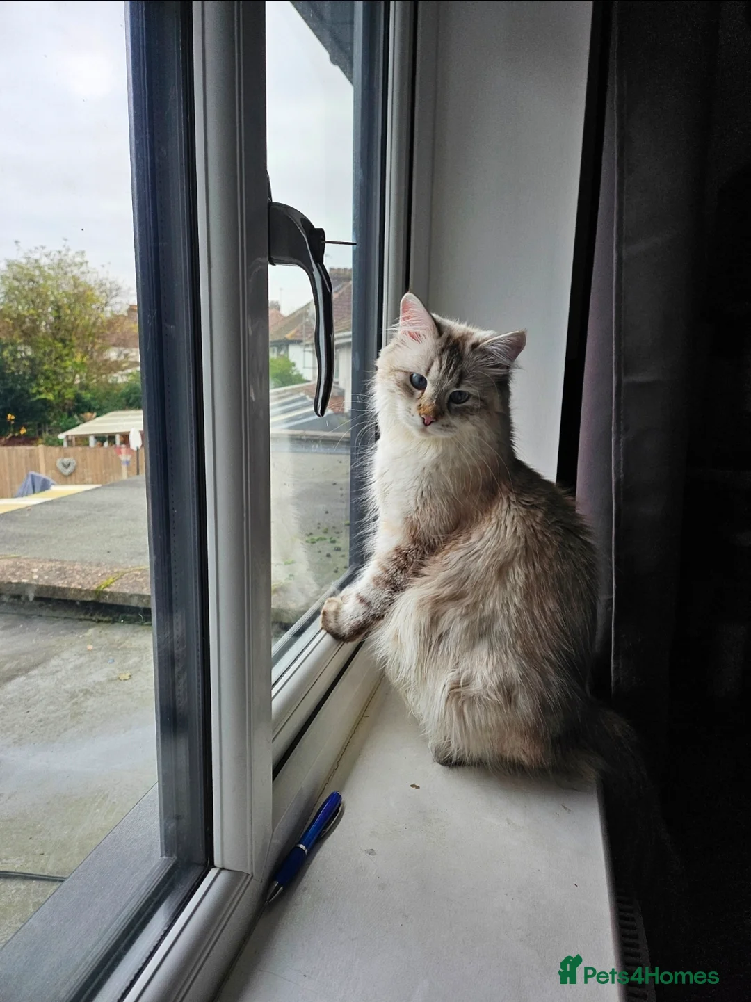 Siberian cats for sale: Retired Queen - Advert 2