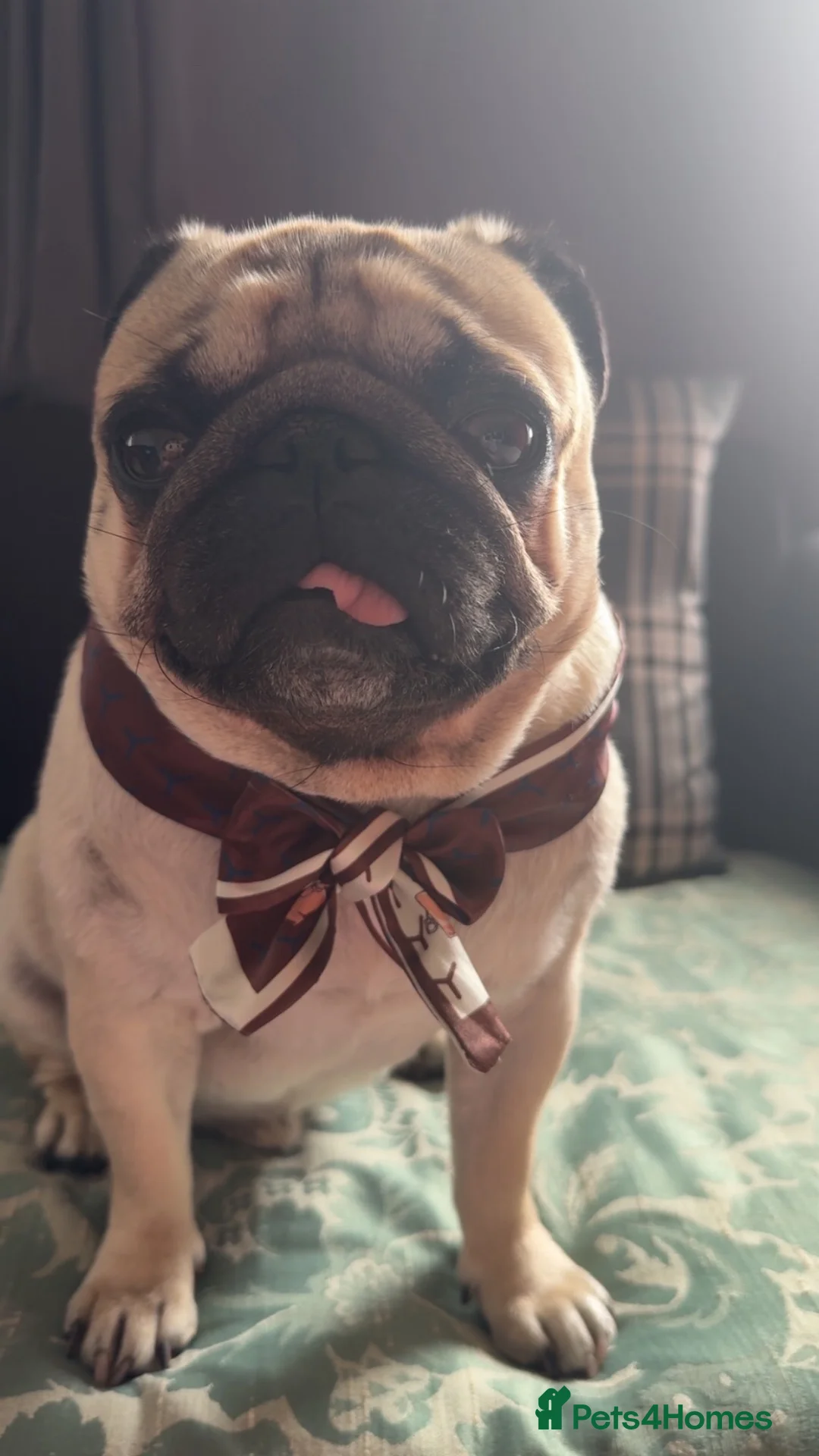 Pug dogs for stud: Max (pug) in South Shields - Advert 2