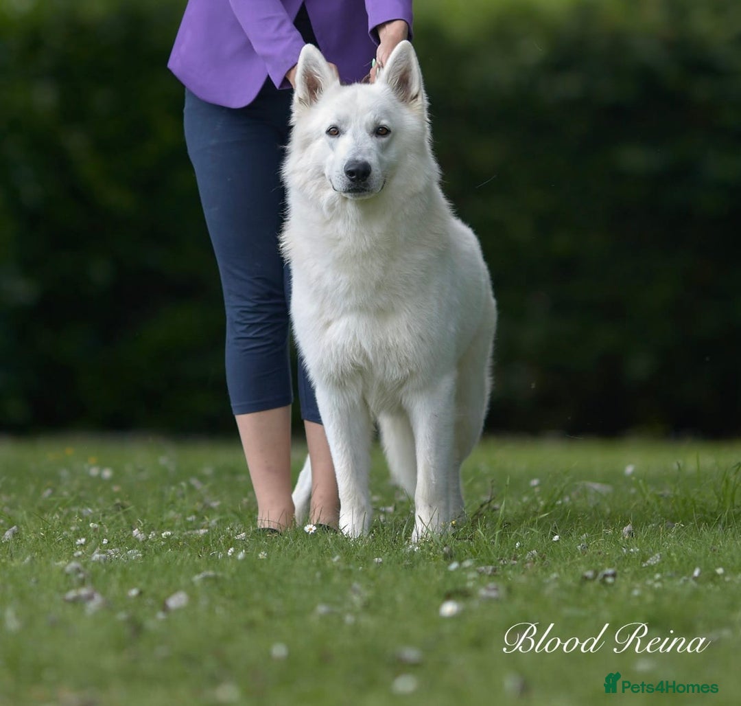 White Swiss Shepherd dogs for sale: KC World Champion Line White Swiss Shepherds - Image 5