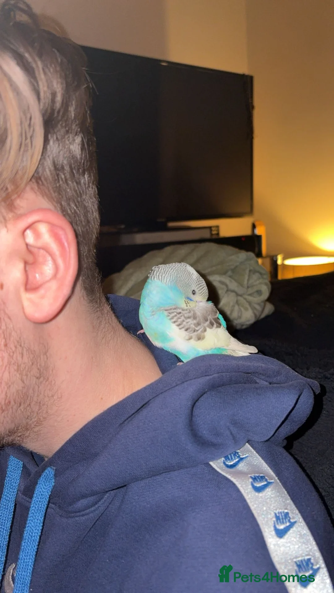Budgerigars birds for sale: Hand reared super tame  budgie  - Advert 1