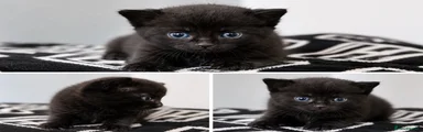 Domestic Shorthair 2