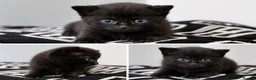 Domestic Shorthair cats for sale: 2 female kittens £50 each or both for £80.  in Tamworth - Advert 2