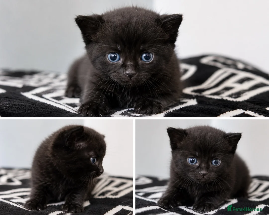 Domestic Shorthair cats for sale: 2 female kittens £50 each or both for £80.  in Tamworth - Advert 2