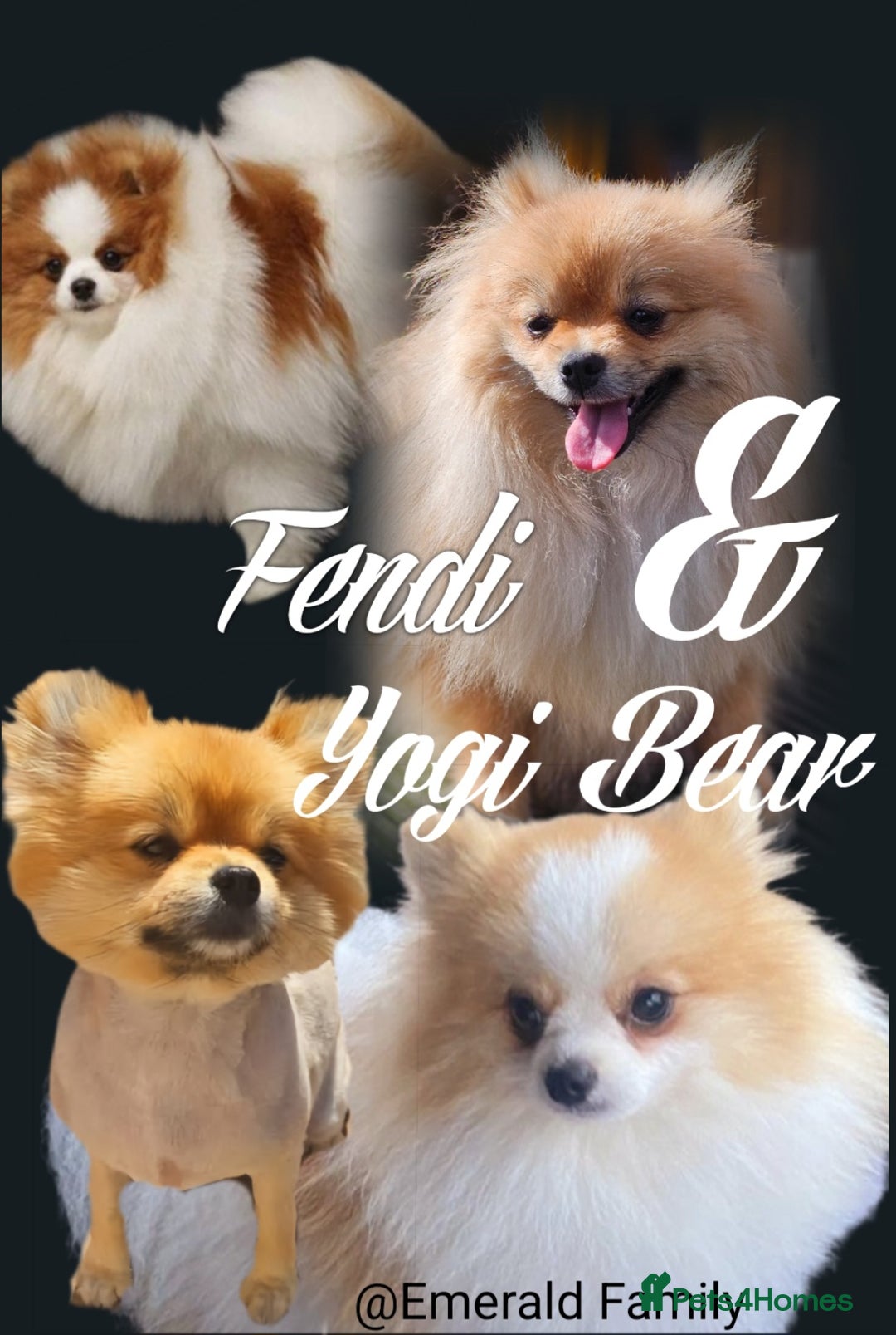 Pomeranian dogs for sale: POMERANIAN Puppies  - Image 11