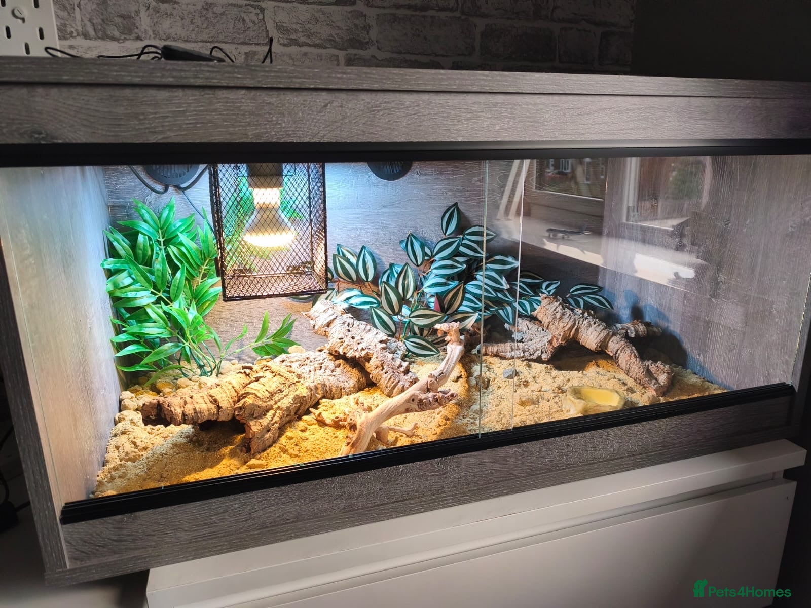 Leopard Gecko reptiles Healthy yellow leopard gecko with vivarium - Advert 1