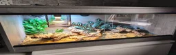 Leopard Gecko reptiles for sale: Healthy yellow leopard gecko with vivarium in Ripley - Advert 1
