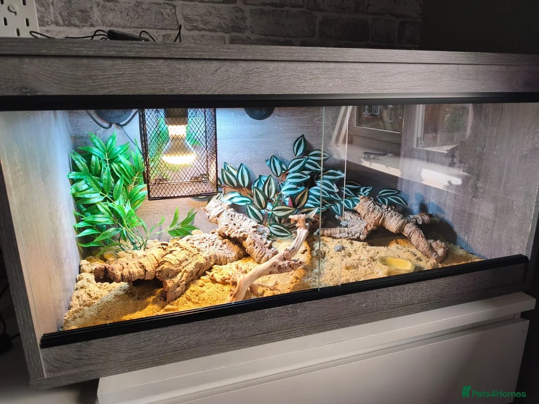 Leopard Gecko reptiles for sale: Healthy yellow leopard gecko with vivarium in Ripley - Advert 1