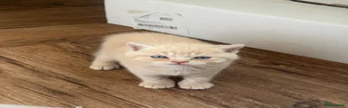 Scottish Fold 4