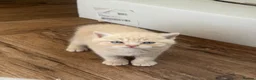 Scottish Fold cats for sale: Scottish fold and straight  in London - Advert 22