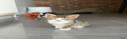 Mixed Breed cats for sale: Mixed breed with bengal in Eastleigh - Advert 21