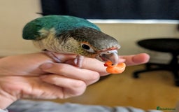 Conures birds for sale: Silly tame Handreared Turquoise Green Cheek Conure - Image 6