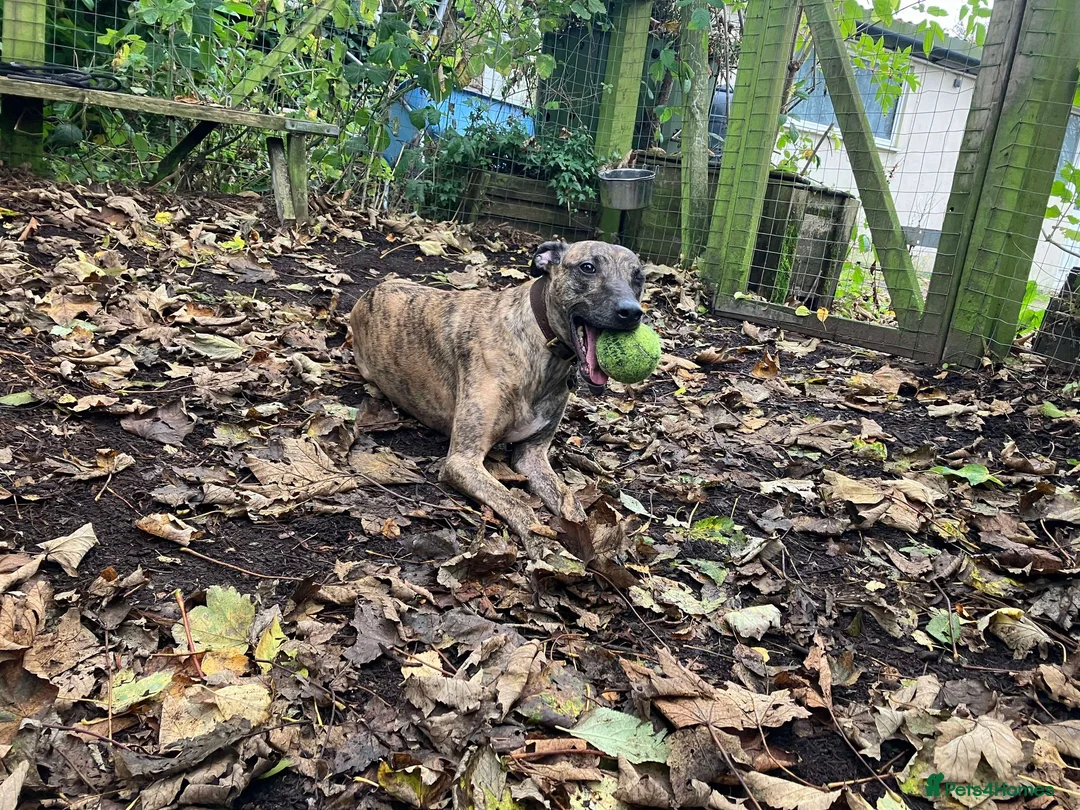 Lurcher dogs for adoption: MAX, little lurcher in rescue in Halifax - Advert 3