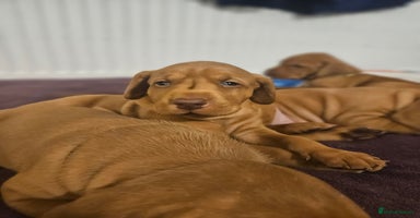 Hungarian Vizsla dogs - Advert 14
