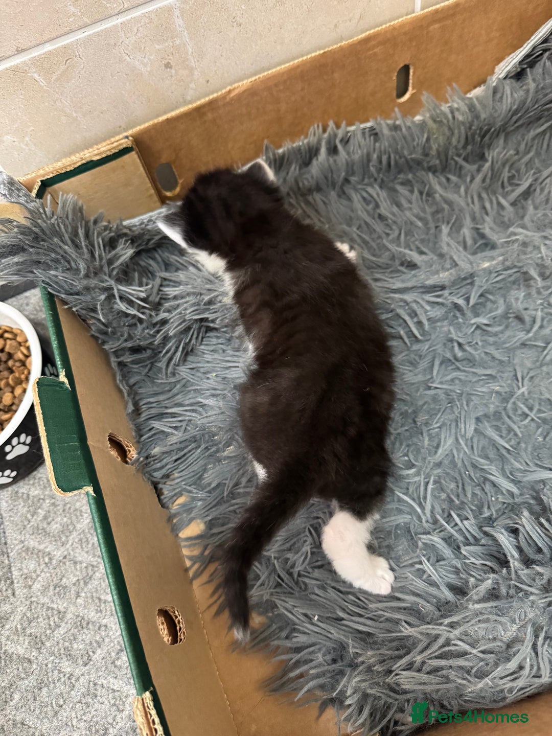 Mixed Breed cats for sale: 3 beautiful kittens  - Image 9