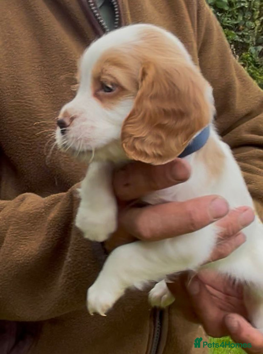 Cocker Spaniel dogs for sale: KC Reg Working Cocker spaniel puppies roan - Image 25