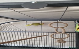 Parakeets birds for sale: Baby Kakariki for sale - Image 1