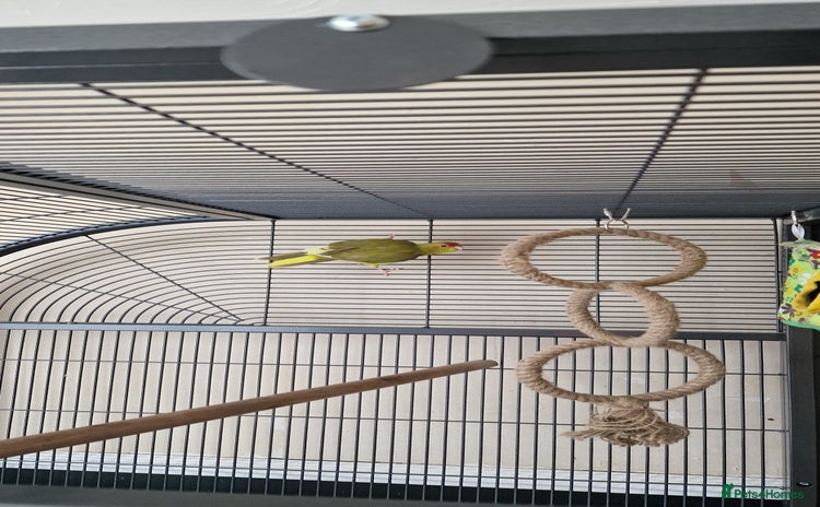 Parakeets birds - Advert 11
