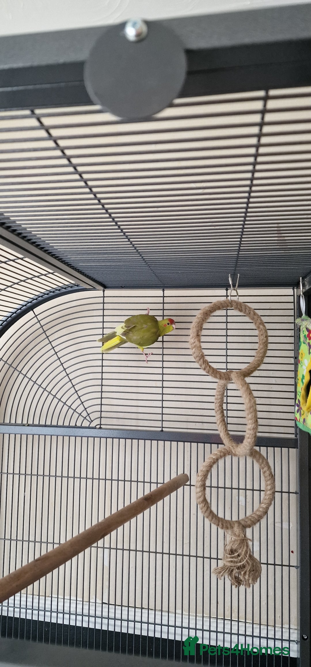 Parakeets birds for sale: Baby Kakariki for sale - Image 1