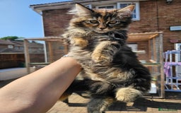 Maine Coon cats for sale: Maine coon × Siberian - Image 2