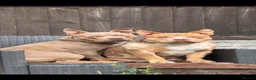 American Bully dogs for sale: Two ABKC pocket bully’s  - Advert 2