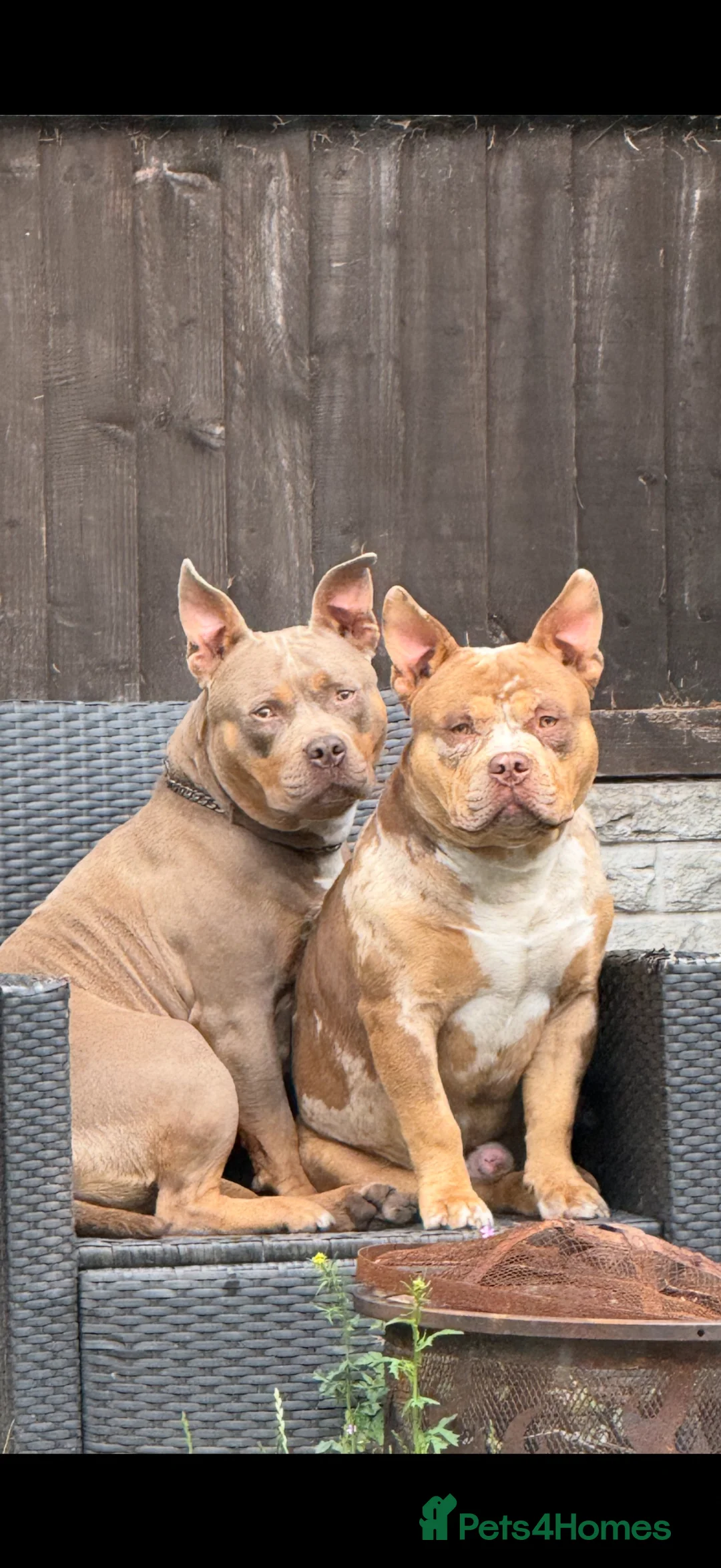 American Bully dogs for sale: Two ABKC pocket bully’s  - Advert 2