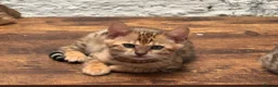 Bengal cats for sale: Gorgeous full pedigree reg bengal female kittens  - Advert 3
