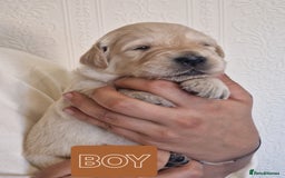 Golden Retriever dogs for sale: 🐾Pure Golden retrievers puppy🐾 - Image 20
