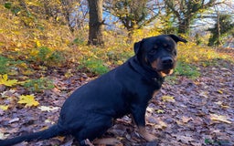 Rottweiler dogs for sale: 8 Beautiful, chunky Rottweiler pups  - Image 16