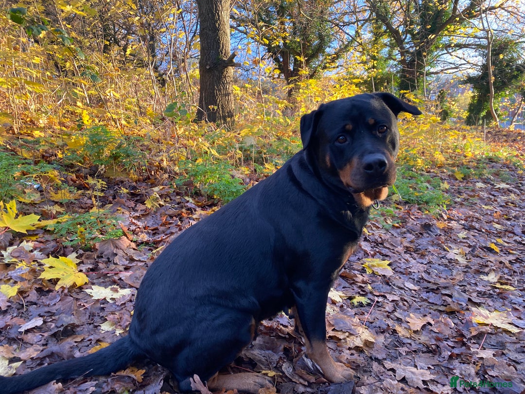 Rottweiler dogs for sale: 8 Beautiful, chunky Rottweiler pups  - Image 16