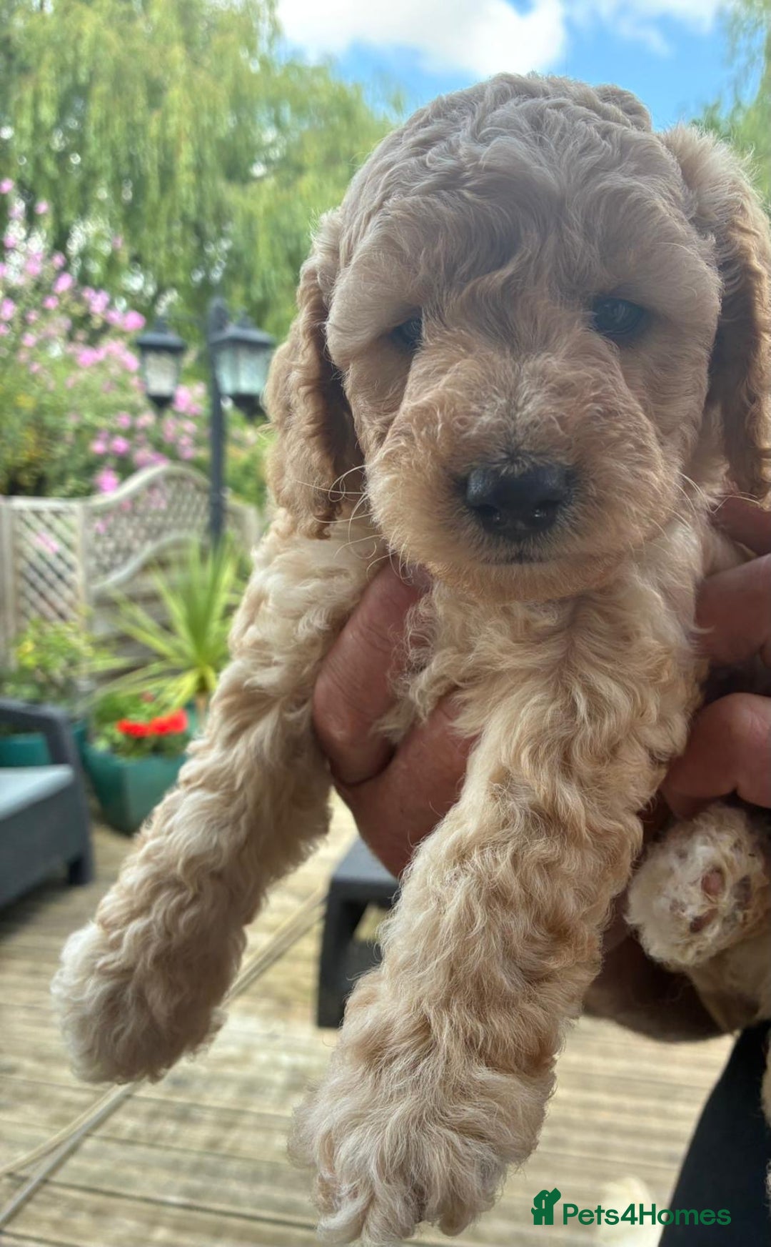 Cockapoo dogs for sale: Cockapoo 1 male 3 girls - Image 3