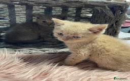 British Shorthair cats for sale: Stunning fluffy kittens  - Image 6