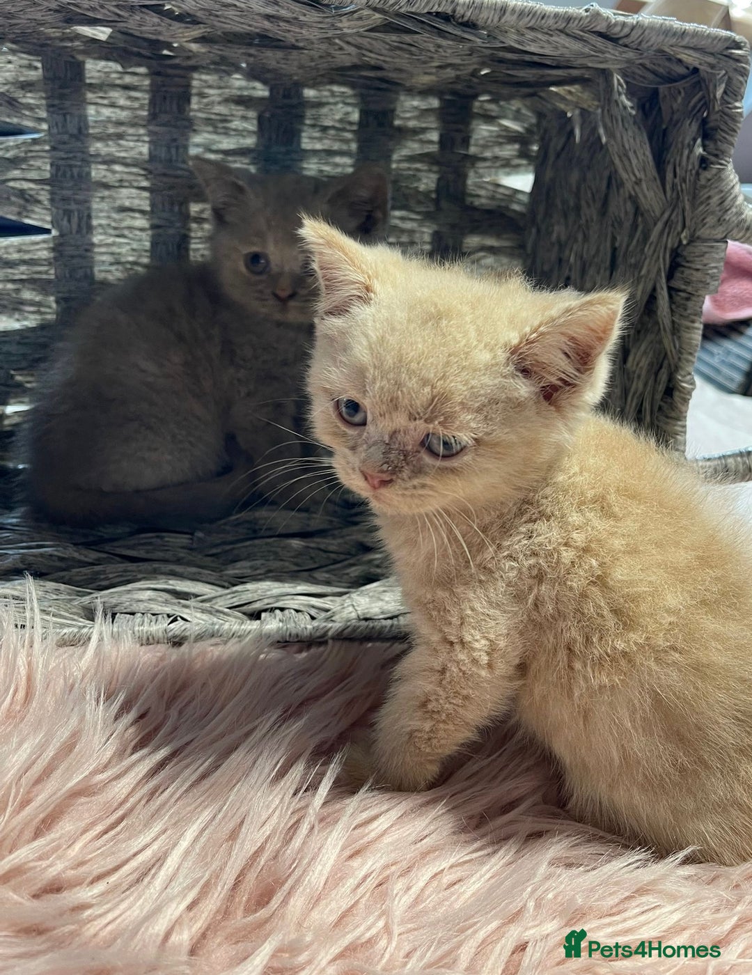 British Shorthair cats for sale: Stunning fluffy kittens  - Image 6