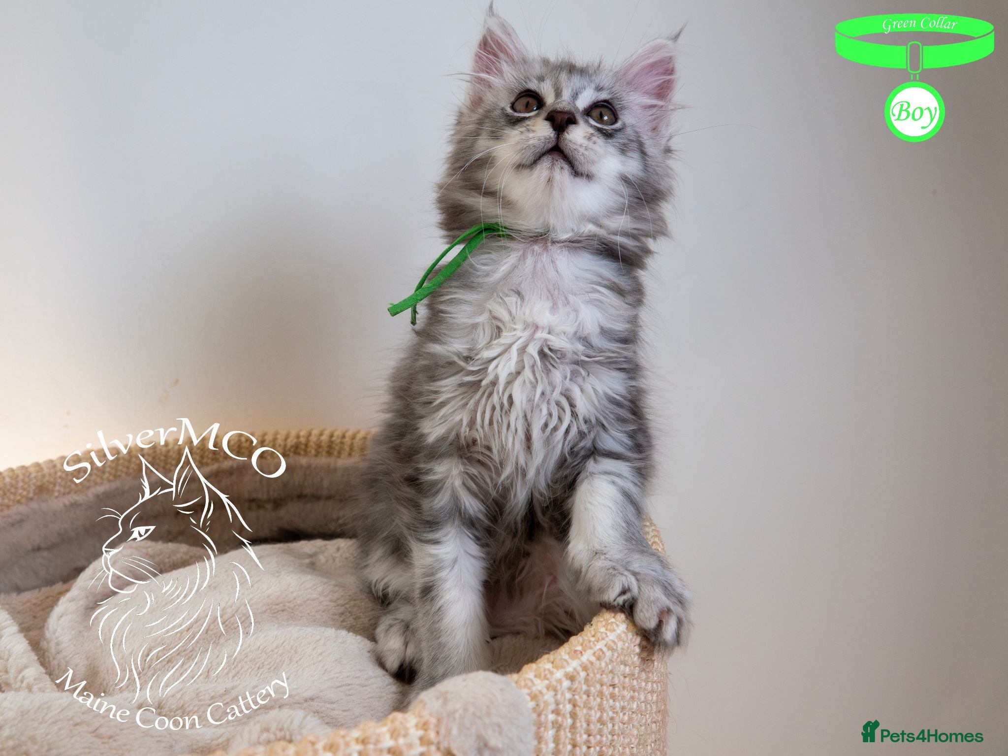Maine Coon cats Stunning Maine Coon Kittens - Advert 2