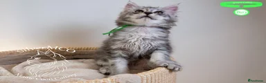 Green Collar