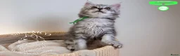 Maine Coon cats for sale: Stunning Maine Coon Kittens - Advert 17