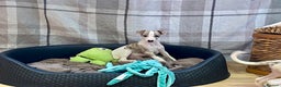 Whippet dogs for sale: AVAILABLE Kc reg healthy, sweet, gentle whippets - Advert 20