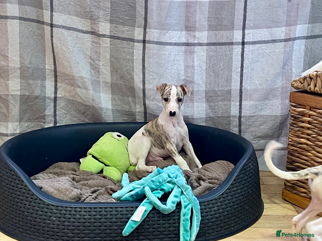 Whippet dogs for sale: AVAILABLE Kc reg healthy, sweet, gentle whippets - Advert 20