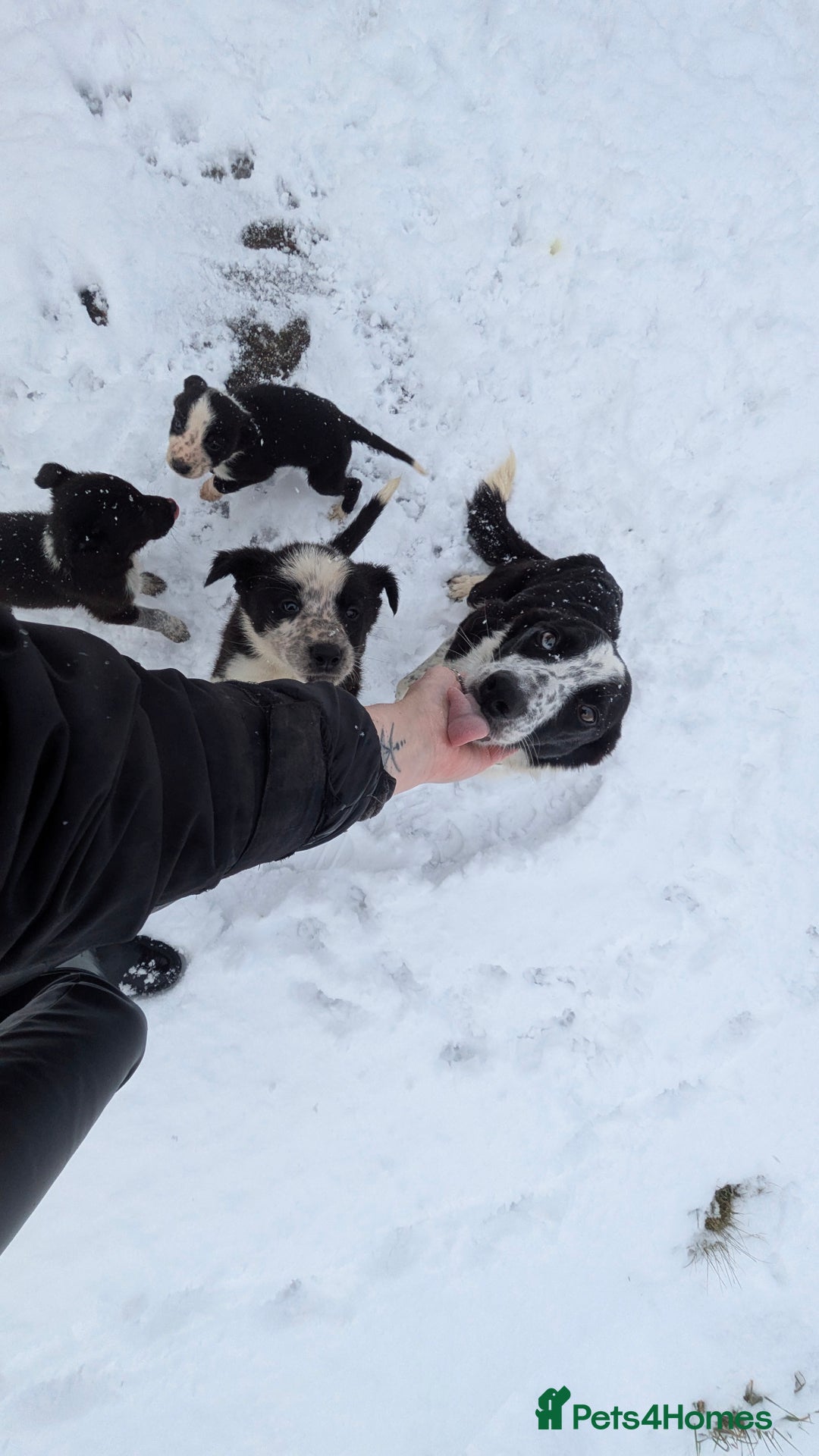 Border Collie dogs for sale: Three border collie pups for sale. - Advert 4