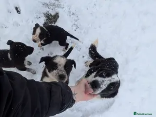 Border Collie dogs Three border collie pups for sale. - Advert 5