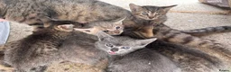 Domestic Shorthair cats for sale: 6 BEAUTIFUL KITTEN,(2 British Shorthairs) - Advert 5