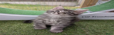 Maine Coon 1