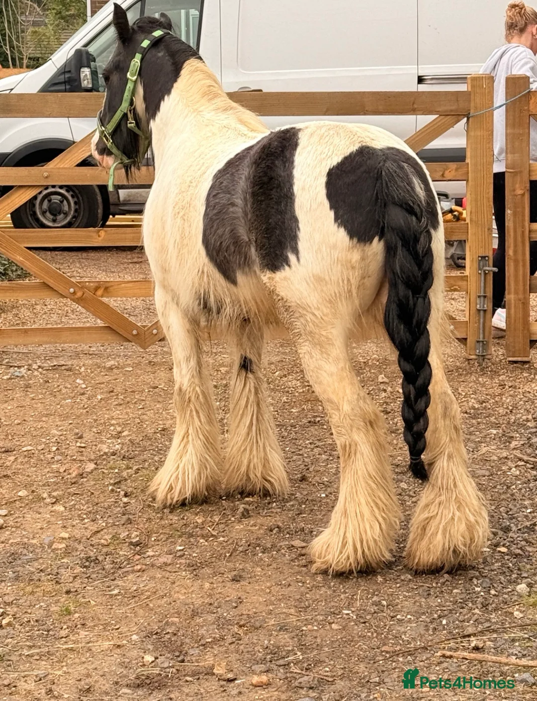 Irish Cob horses for sale: Traditional Cob Gelding Rising 4 Project in Guildford - Advert 1