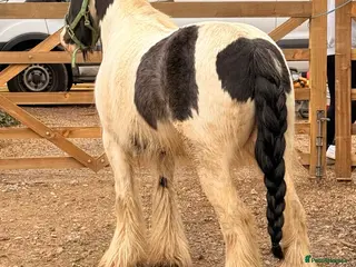 Irish Cob horses Traditional Cob Gelding Rising 4 Project - Advert 1