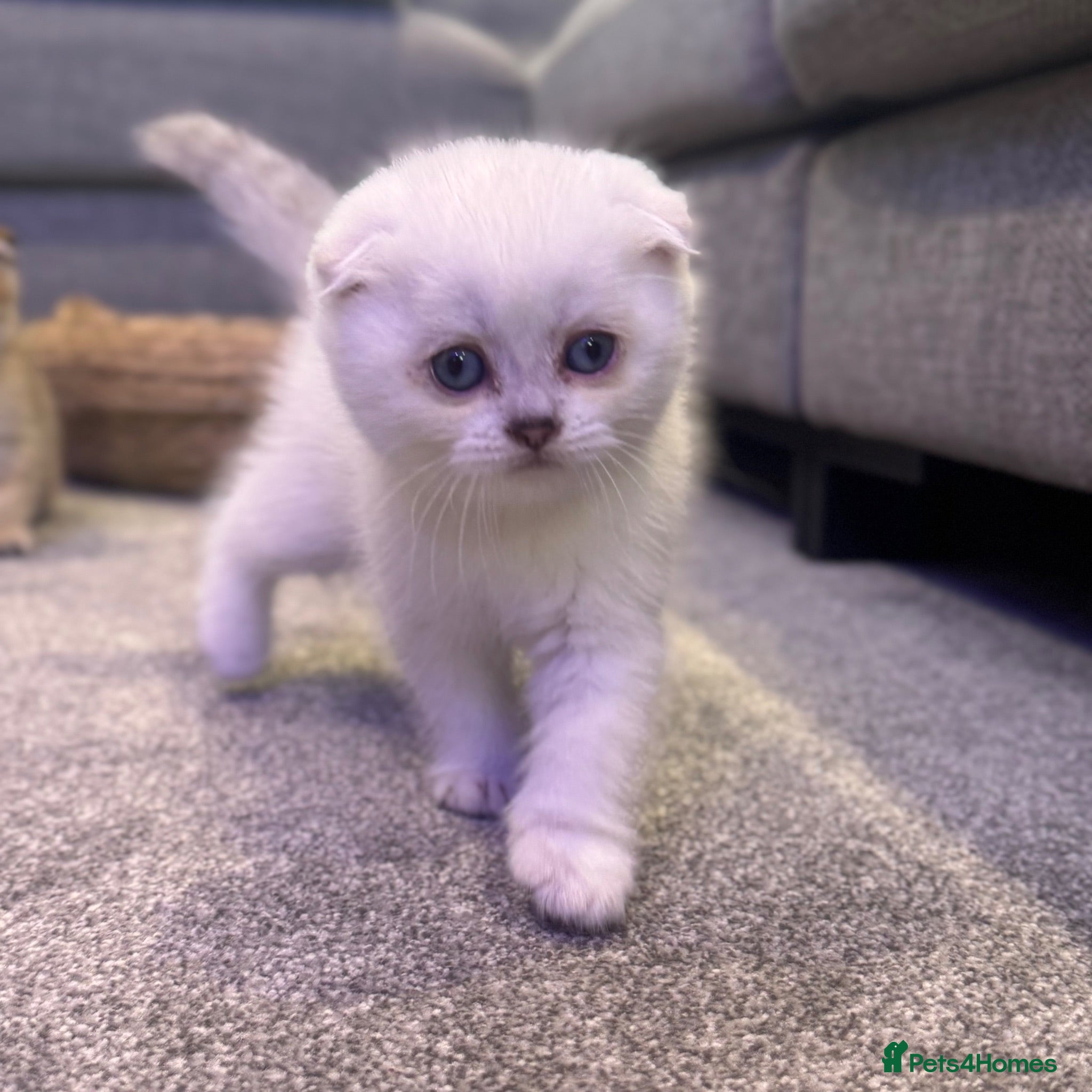 Scottish Fold cats Scottish fold - blue eyed pure white boy   - Advert 11