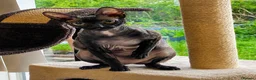 Cornish Rex cats for sale: Beautiful Pedigree Cornish Rex Girl 2 years old  - Advert 5
