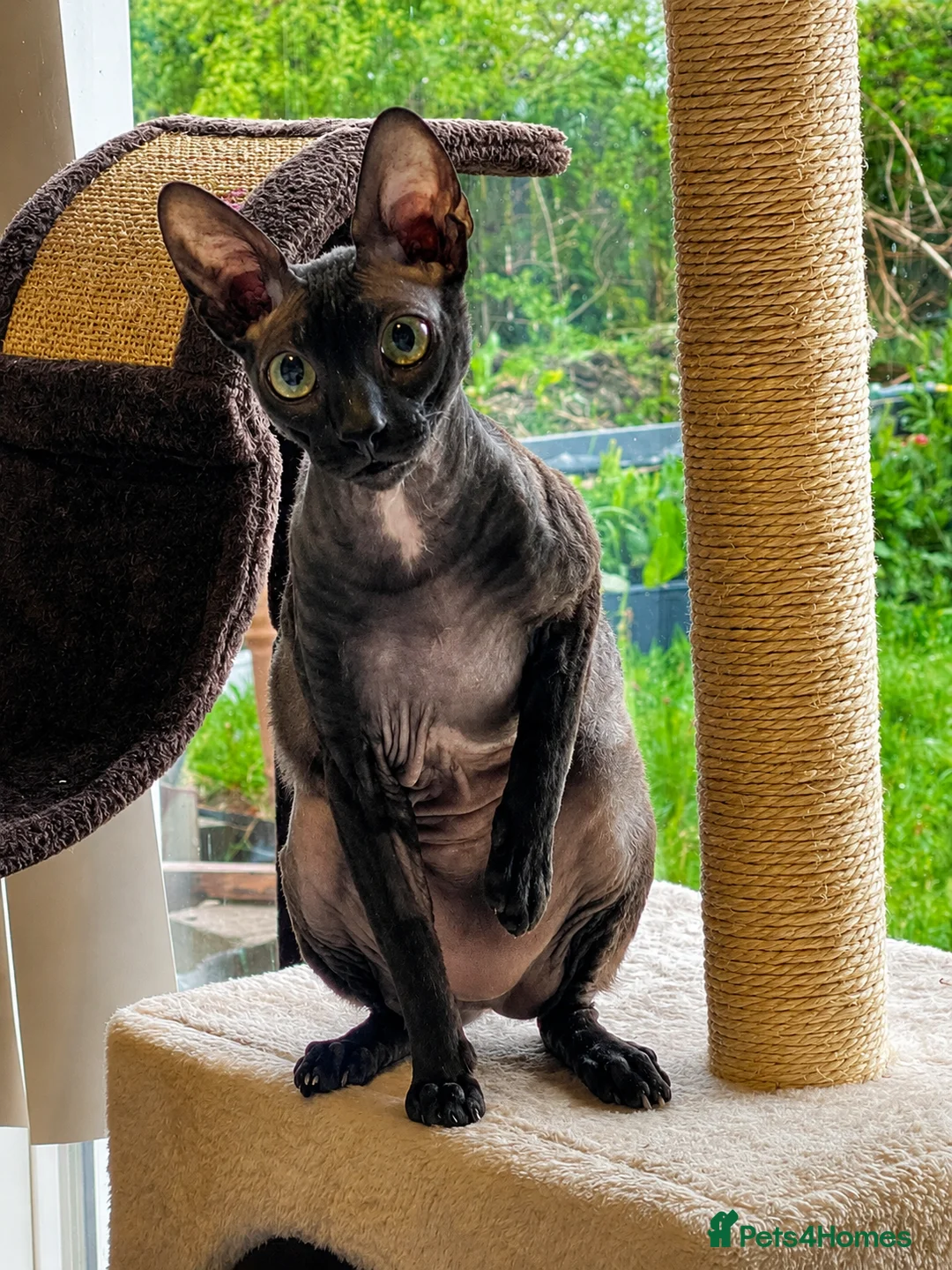 Cornish Rex cats for sale: Beautiful Pedigree Cornish Rex Girl 2 years old  - Advert 5