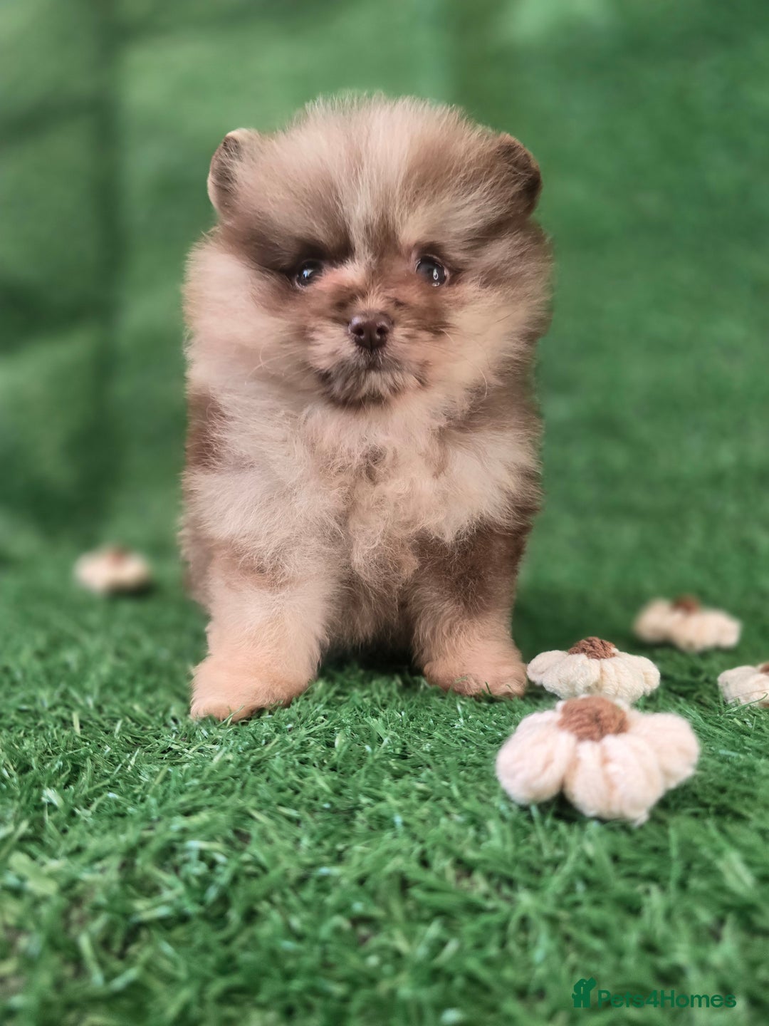 Pomeranian dogs for sale: 💜Lavender lilac chocolate merle exceptional poms - Advert 23