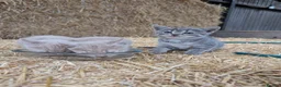 Mixed Breed cats for sale: 2 male farm kittens  in Stranraer - Advert 7