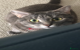 Domestic Shorthair cats for sale: Tabby Cat -FREE TO GOOD HOME - Image 3